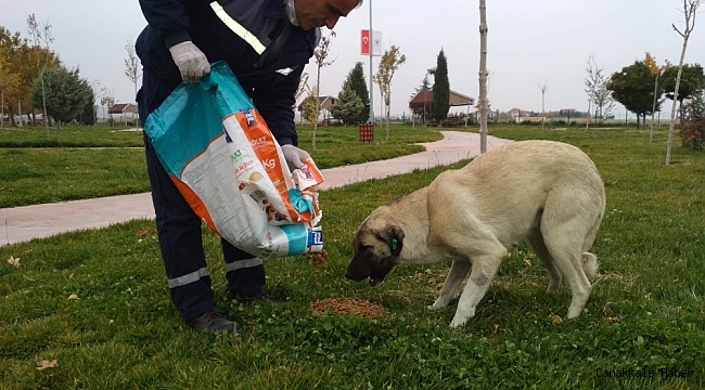Sokağa çıkma kısıtlamasında sokak hayvanlarına yem bıraktı