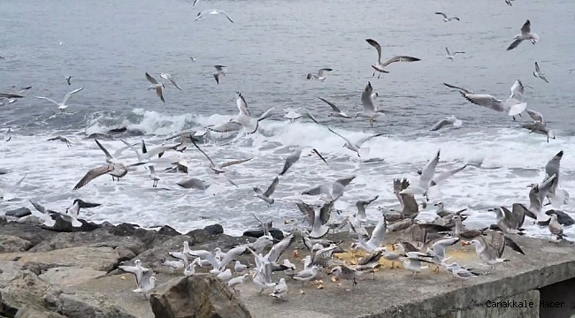 Sokağa çıkma yasağında kuşları yalnız bırakmadılar