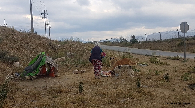 Sokak hayvanları pandemide mağdur oluyor