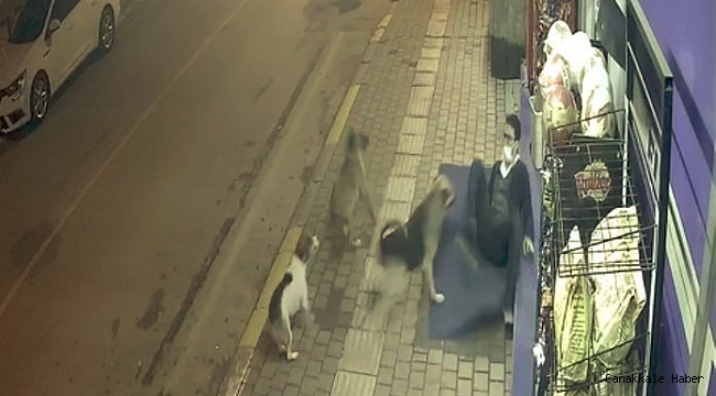 Sokak köpeklerinin saldırısıyla yere düştü, saldırıyı tekmeleriyle savuşturdu