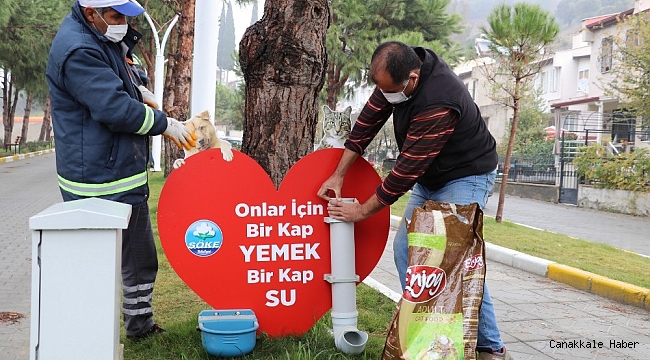 Söke&#039;de Pandemi sürecinde sokak hayvanları aç kalmayacak