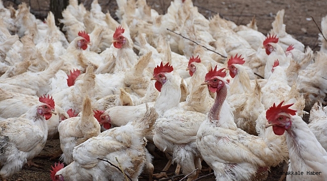 Son bir ayda görülmeye başladı, tek çaresi &#039;aşı&#039;