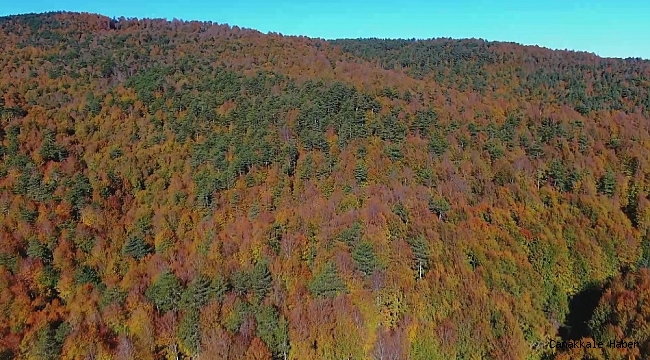 Sonbaharda mest eden görüntüler