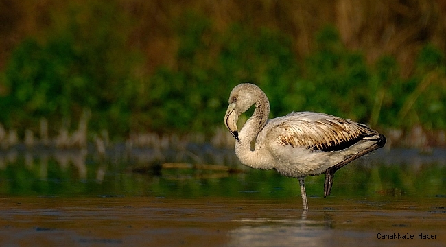 Sonbaharın sürpriz misafirleri