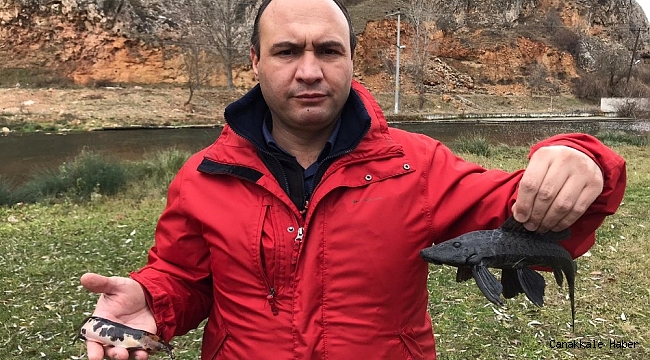 Suların kalitesini yok eden istilacı balıklar Eskişehir&#039;de görüldü