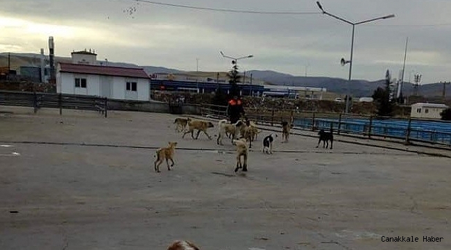 Sungurlu belediyesi sokak hayvanlarını kısırlaştırıyor