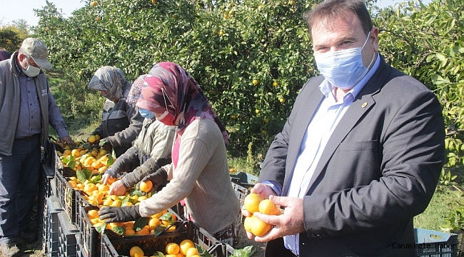 Takoz mandalina ekonomiye kazandırılıyor