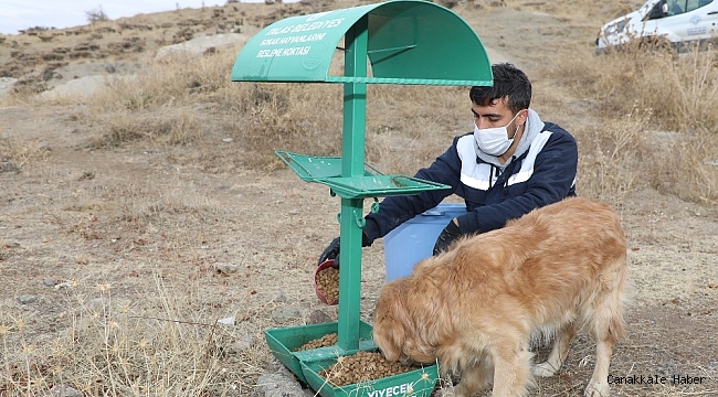 Talas&#039;ta sokak hayvanlarına yardım eli