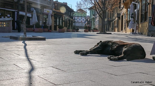 Tarihi bölge sokak hayvanlarına kaldı