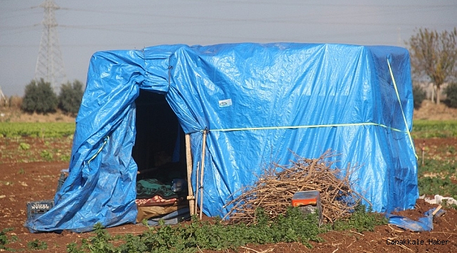 Tarla bekçisinin acı sonu