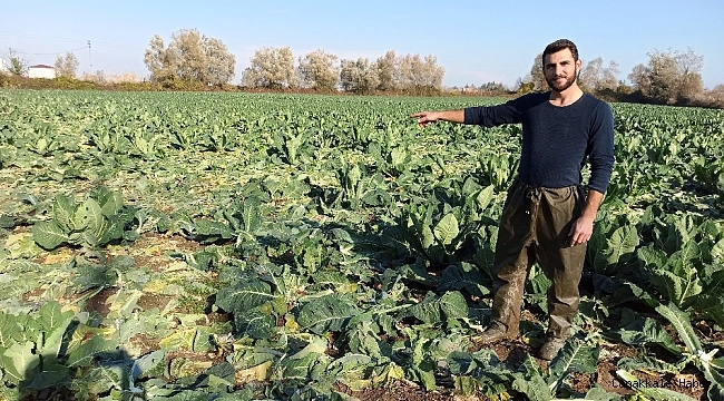 Tarladan 1 ton karnabahar çaldılar