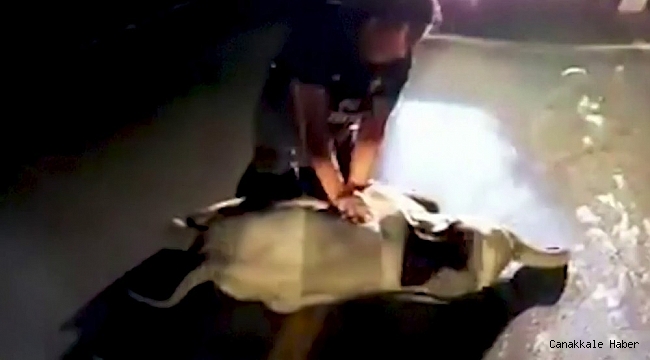 Tayland&#039;da motosikletin çarptığı yavru fil, kalp masajı ile hayata tutundu