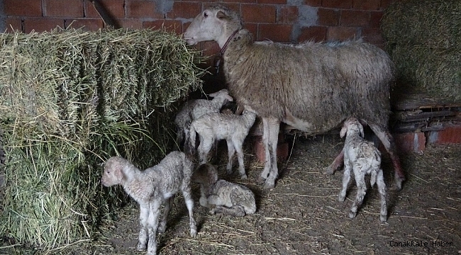 Tek batında 5 kuzu doğurdu
