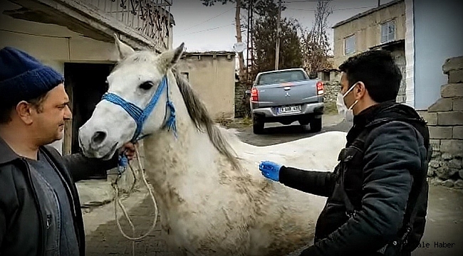 Tek tırnaklı hayvanlara mikroçiple takip
