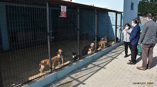 Tekirdağ&#039;da 2 bin 540 kedi ve köpeğe tıbbi müdahale