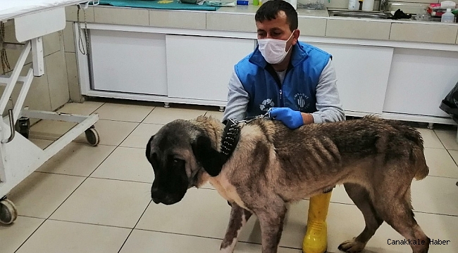Terk edilen yaşlı köpeğe belediye sahip çıktı