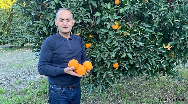 TİGEM&#039;in narenciye ürünleri yurt dışına ihraç ediliyor