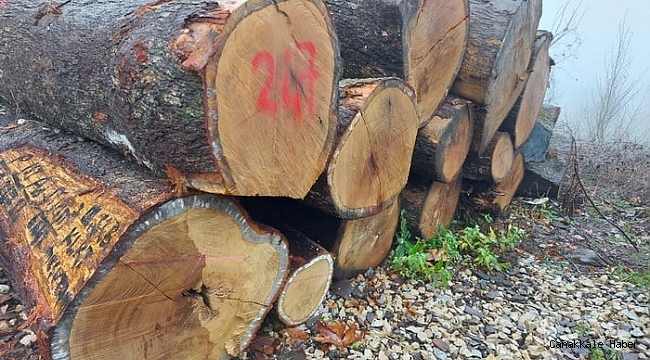 Tomruklar rekor fiyata alıcı buldu