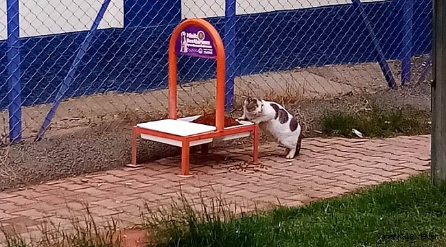 Toroslar&#039;da sokağa çıkma kısıtlamasında sokak hayvanları unutulmadı