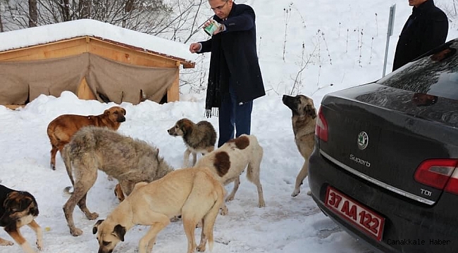 Tosya Kaymakamlığı, sokak hayvanları için yardım kampanyası başlattı