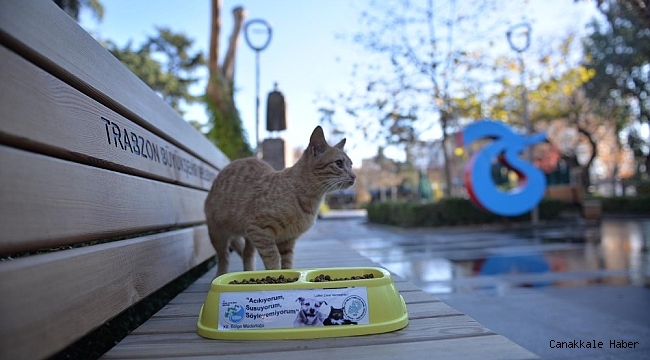 Trabzon'da sahipsiz canlara özel ilgi gösteriliyor