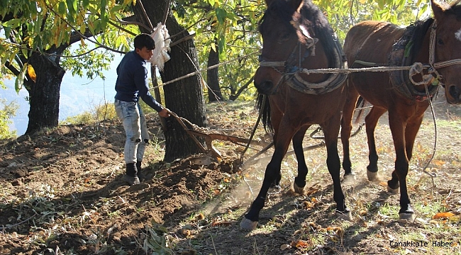 Traktör ağaç köklerine zarar verince atlar yeniden sabana koşuldu