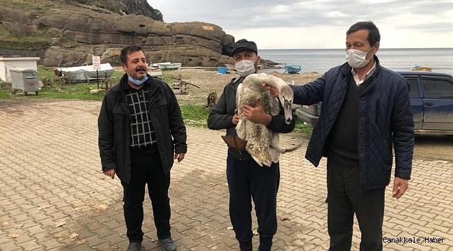 Tüfekle vurulan kuğu tedavi ediliyor