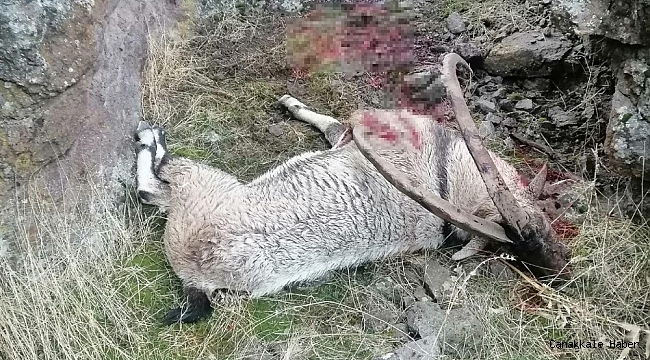 Tunceli'de bir dağ keçisi daha vuruldu