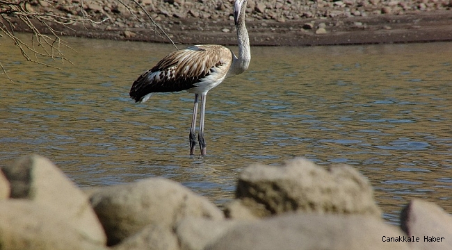 Tunceli&#039;de flamingo görüntülendi
