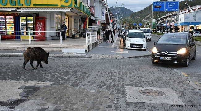 Turizm beldeleri domuzlara kaldı