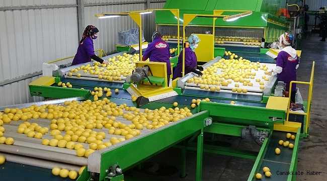 Türk narenciyesi Hong Kong pazarında