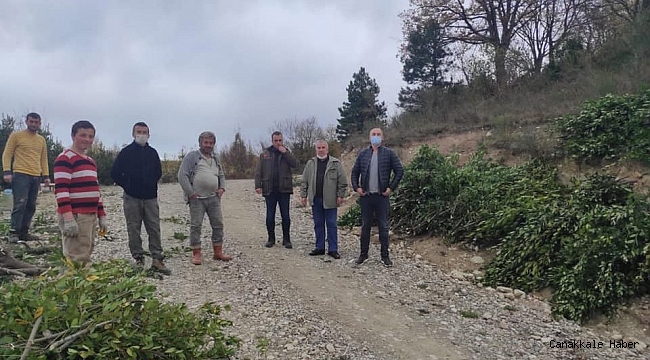 Türkeli'de toplanan defne yaprağı ek gelir sağlıyor