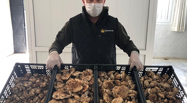 Türkiye&#039;de kiloyla satılıyor, Japonlar taneyle alıyor