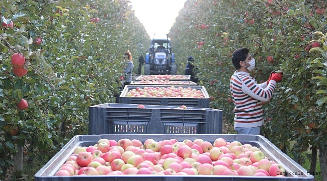 Türkiye&#039;nin elma deposunda son hasat yapıldı