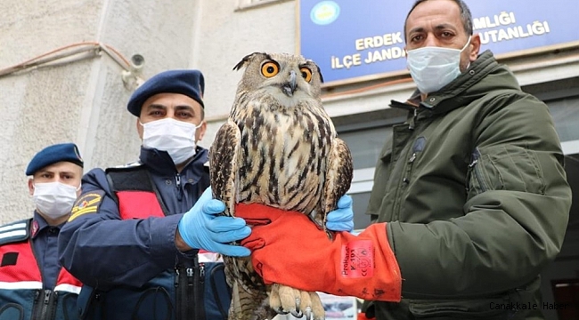 Uçamayan puhu kuşuna jandarma sahip çıktı