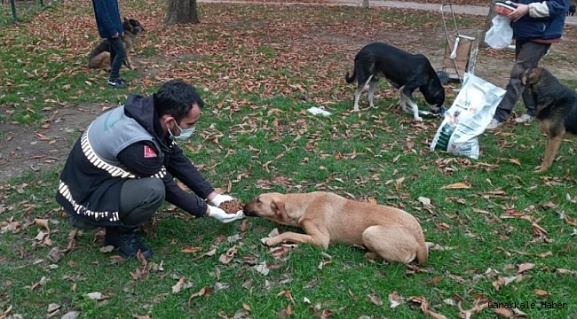 Uludağ yolundaki sokak hayvanlarına Osmangazi şefkati