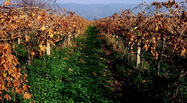Üzüm bağlarından renkli görüntüler
