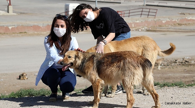 Van&#039;da sokak hayvanları yalnız değil