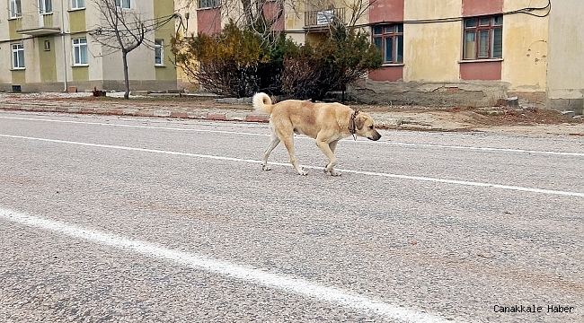 Vefasızlığın böylesi