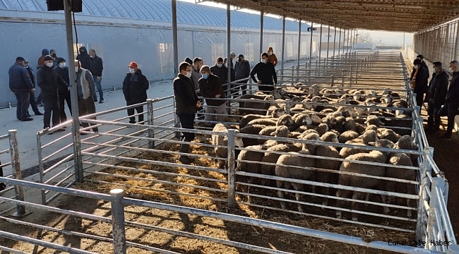 Verimliliği artırmak için damızlık koçlar üreticilere dağıtıldı