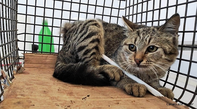 Vücuduna demir çubuk saplanan sokak kedisi kurtarıldı