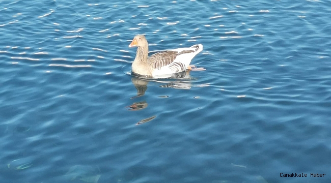 Yaban kazı vatandaşların ilgi odağı oldu