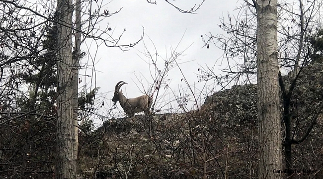 Yaban keçileri köylere kadar indi