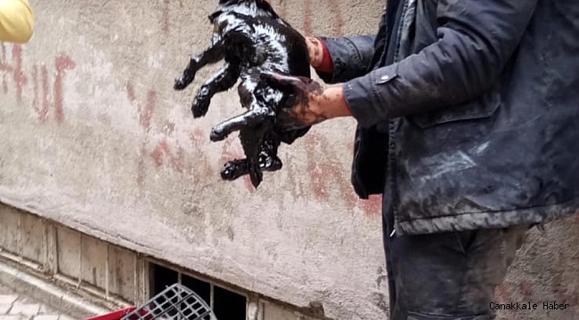 Yakıt tankına düşen kedi kurtarıldı