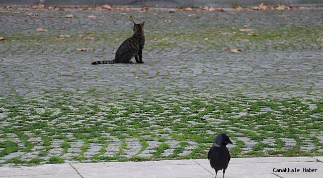 Yalova&#039;da sokaklar hayvanlara kaldı