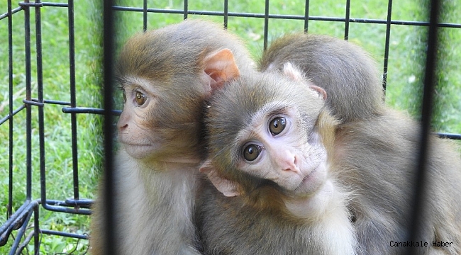 Yaralanan ve kaçakçılardan kurtarılan hayvanlar Gaziantep&#039;te hayata tutunuyor