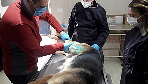 Yaralı can dostumuz tedavi edildi