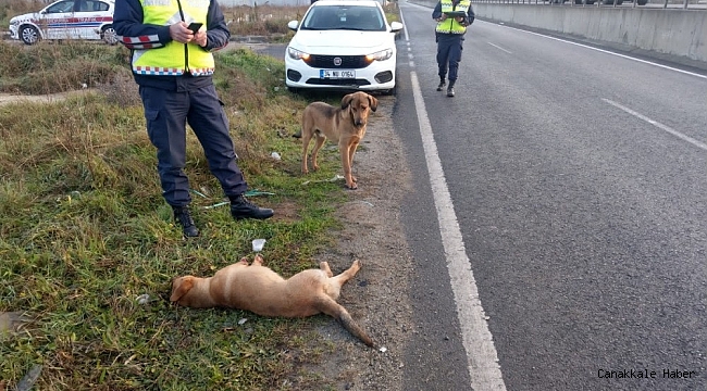 Yaralı köpeğe jandarma ekipleri sahip çıktı