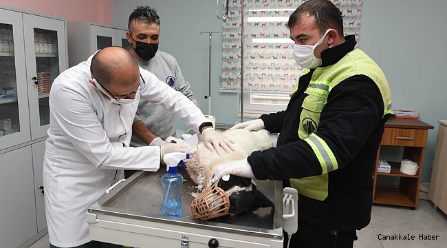 Yaralı köpeğe sevgi dolu bakım