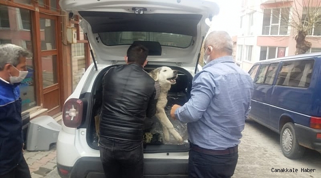 Yaralı köpek tedavi için özel izinle İstanbul&#039;a götürüldü